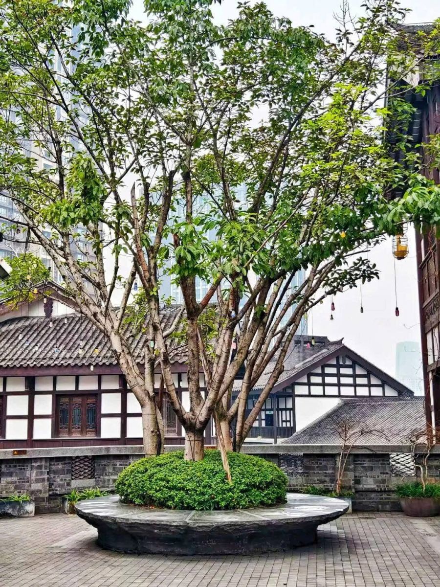 Phố cổ Đàn Tử Thạch 7